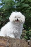 BICHON BOLONAIS 013